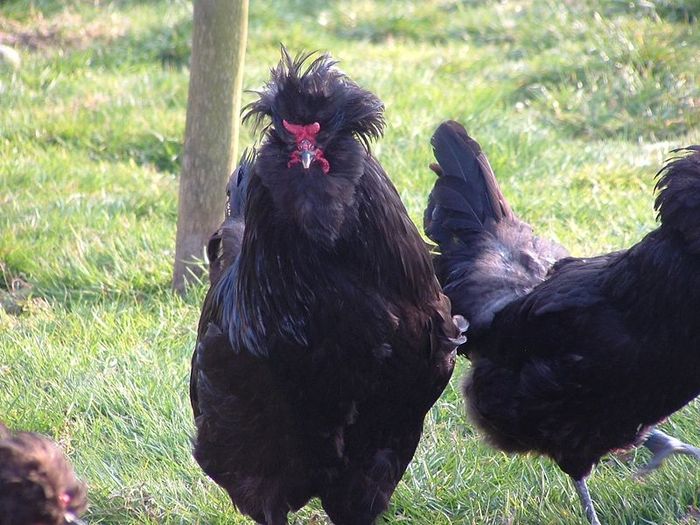 800px-Crevecoeur_chicken - modele de cotet