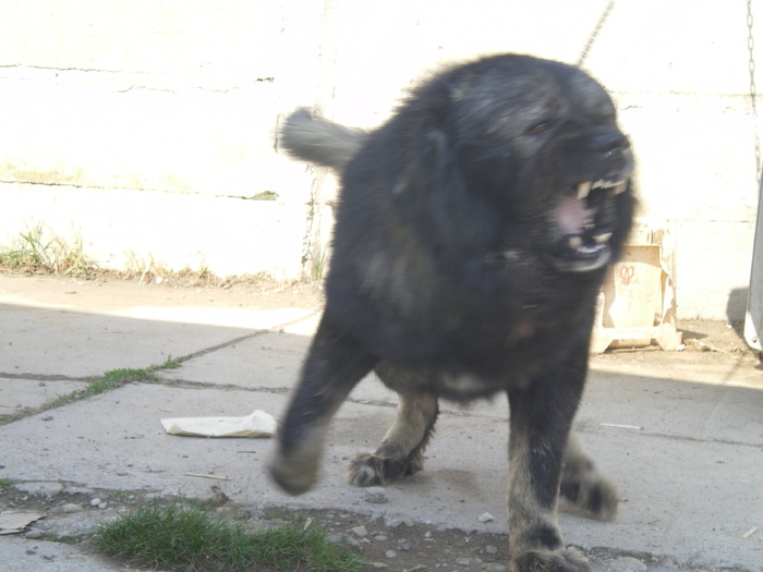  - CIOBANESC CAUCAZIAN-CAUCASIAN OVCHARKA-CAUCASIAN MOUNTAIN DOG-CAUCASIAN SHEPHERD