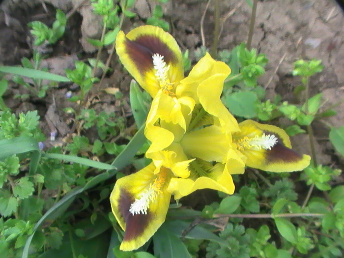 PIC_7956; iris pitic
