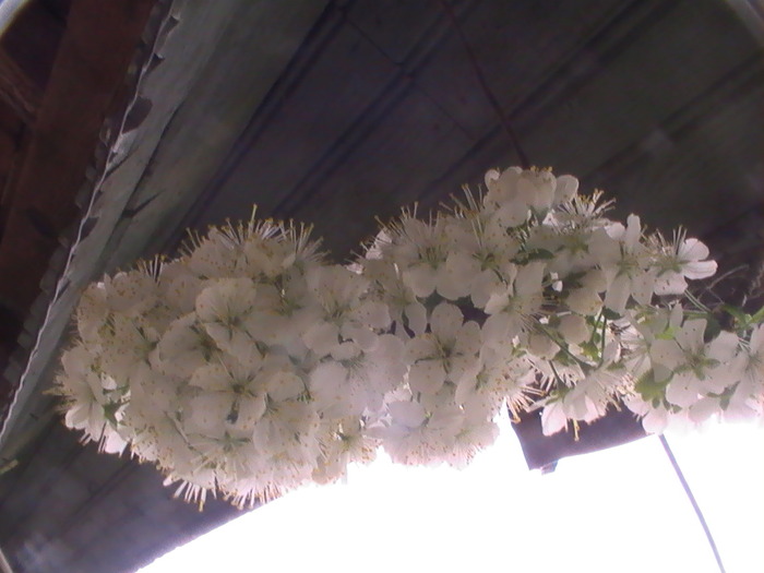 PIC_8222; flori de prun
