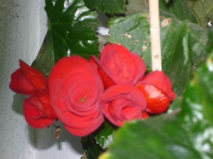 begonia