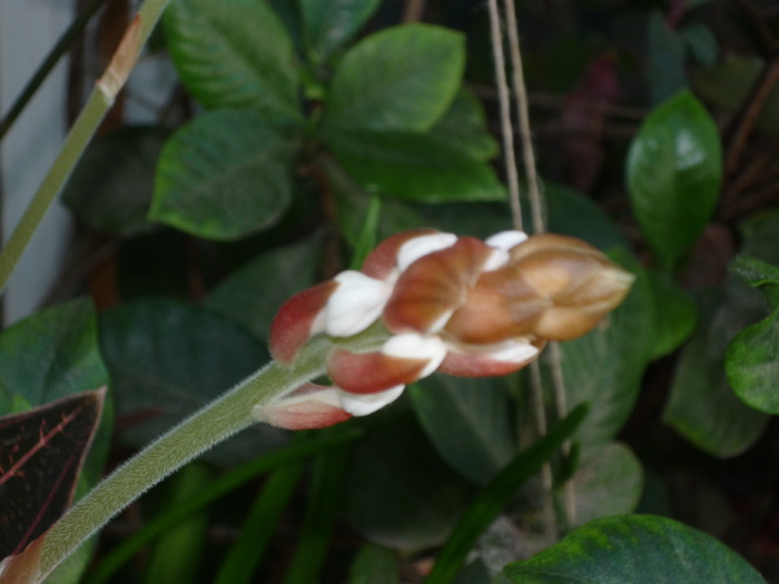 Ludisia,orhidee spectaculoasa prin frunze - Plante si flori