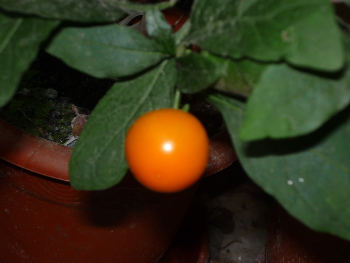 Solanum