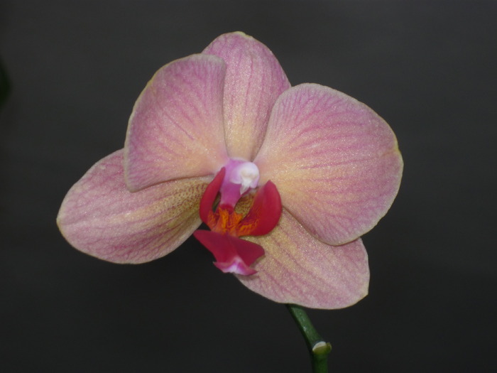 P1020475 - Plante si flori