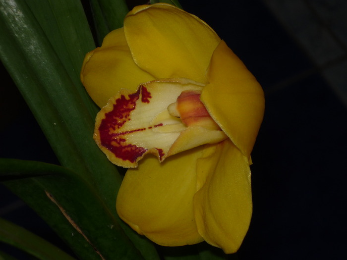 Cymbidium,nu mai este - Plante si flori