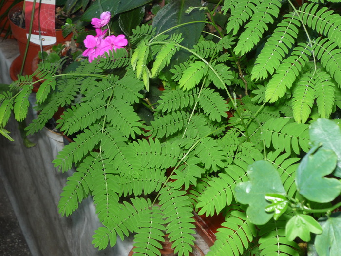 Arborele de matase,Albizia.