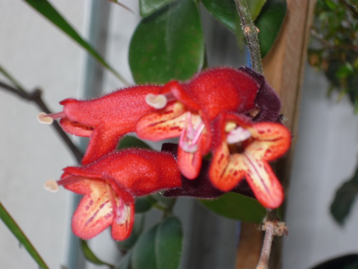 Aeschinantus - Plante si flori