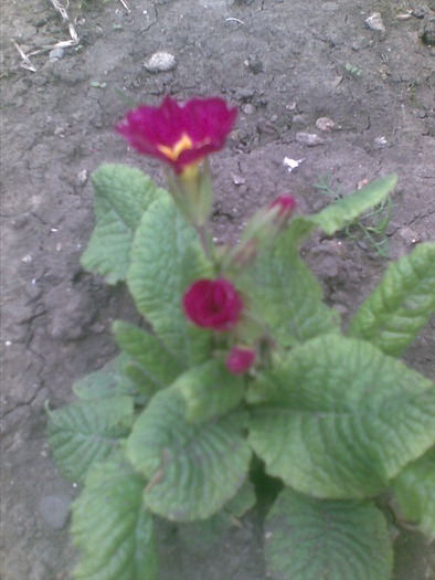 Foto035; primula
