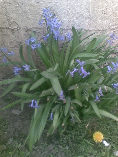 zambile mov - flori din gradina surorii mele 2010