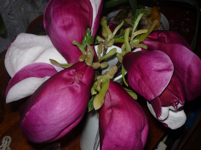 Flori de magnolia