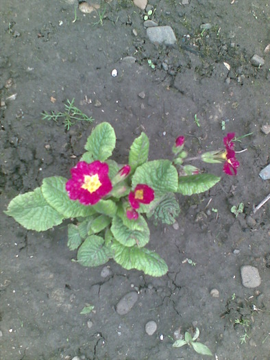 primula