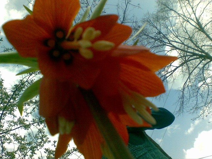 "Candela Domnului" sau "Floarea Pastelui" - flori din gradina surorii mele 2010