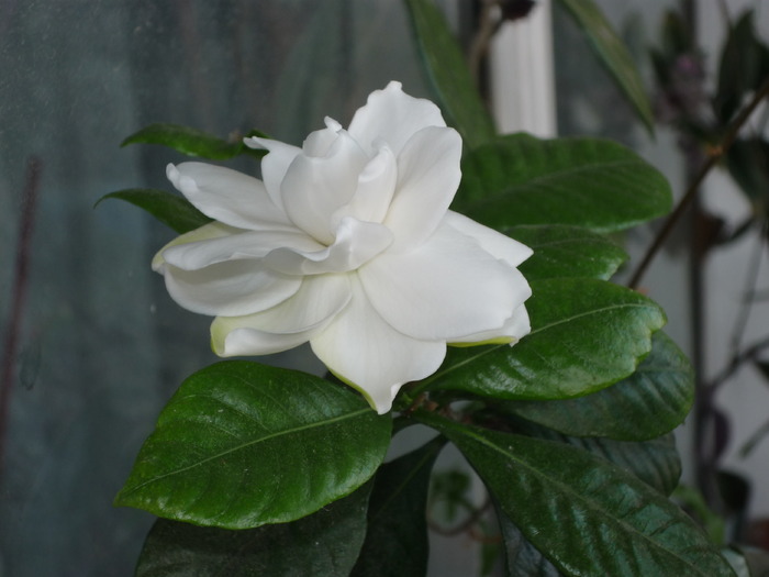 Gardenia.