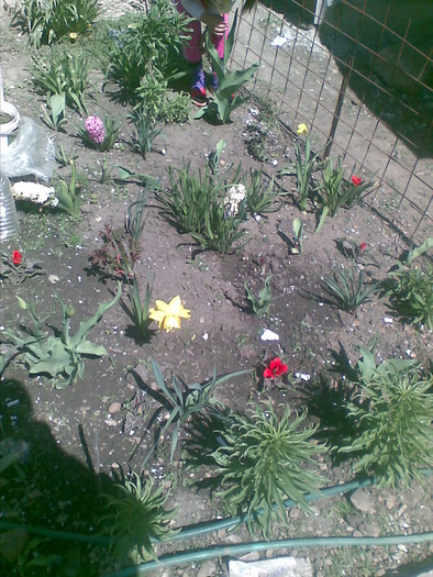 un colt din gradinita - flori din gradina surorii mele 2010