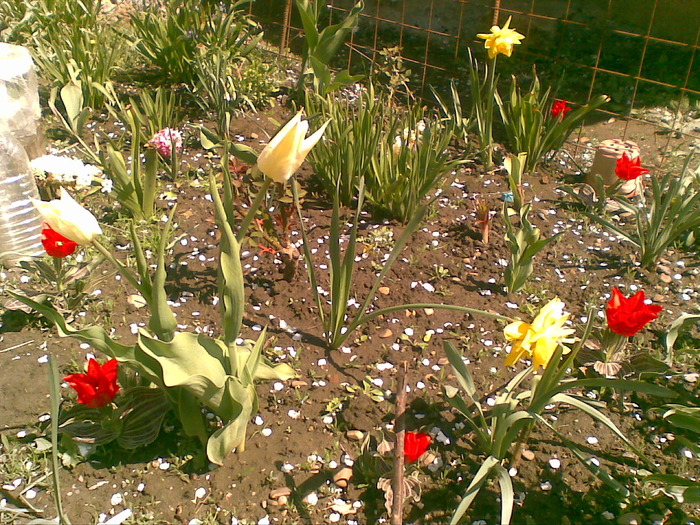 un colt din gradinita - flori din gradina surorii mele 2010