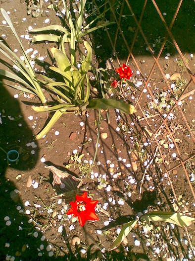 lalele pitice 2010 - flori din gradina surorii mele 2010