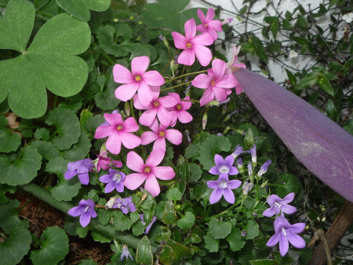 Oxalis si campanula - Plante si flori
