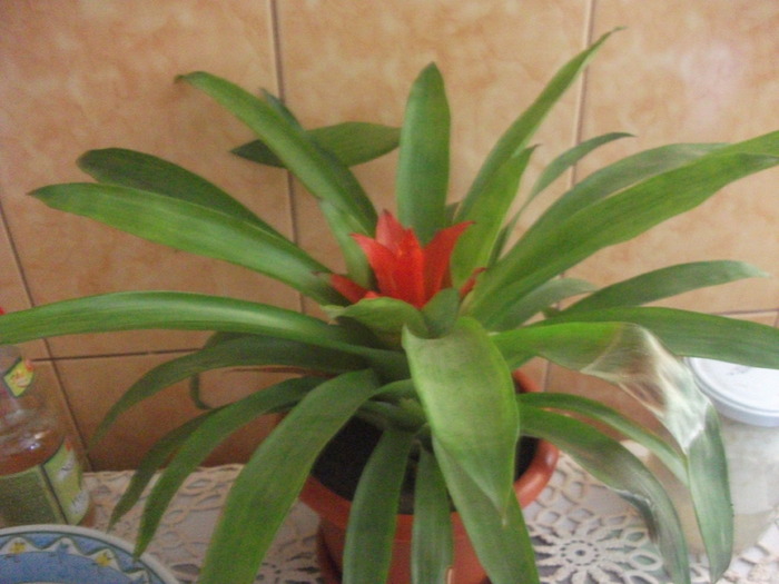 guzmania