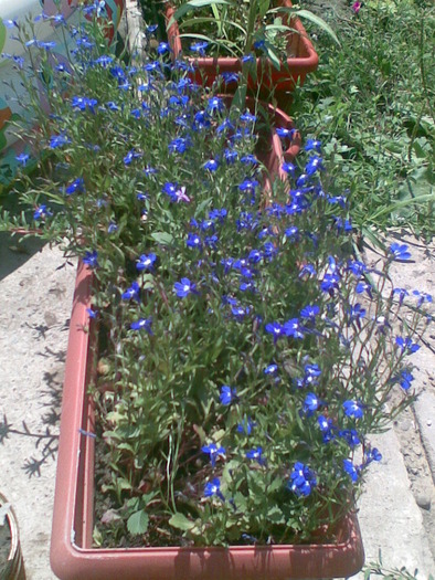 lobelia