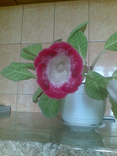 gloxinia