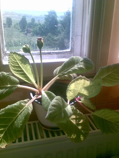 gloxinia imbobocita - flori de ghiveci