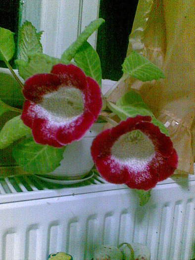 gloxinia