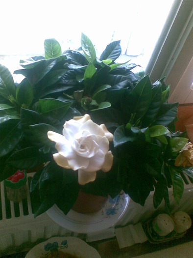 gardenia