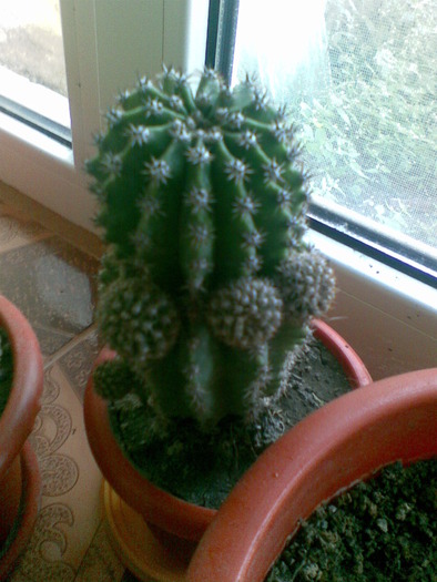 cactusul