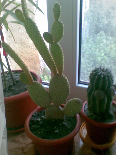 cactusi - flori de ghiveci