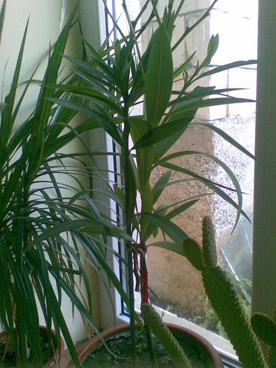 dracena si leandru