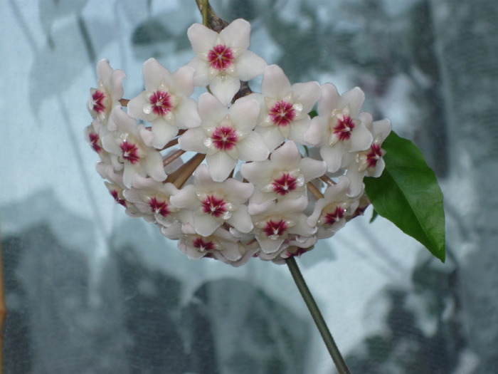 Hoya (a inflorit dupa vreo 4 ani)