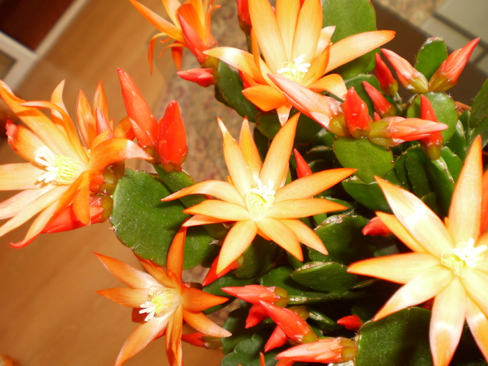 RHIPSALIDOPSIS - FLORI