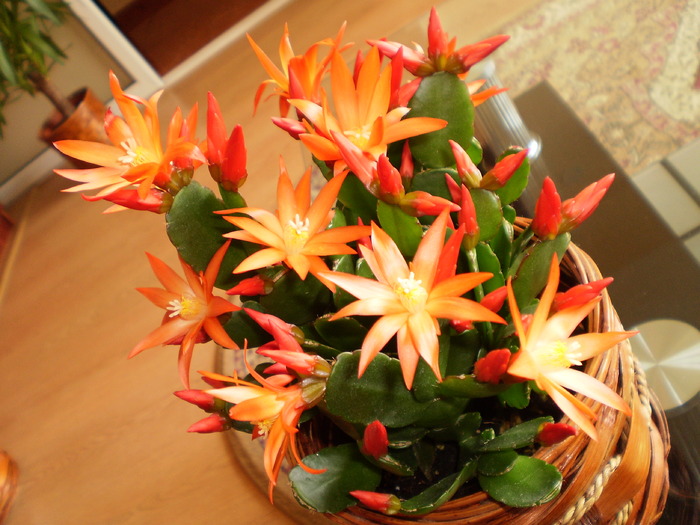 RHIPSALIDOPSIS - FLORI