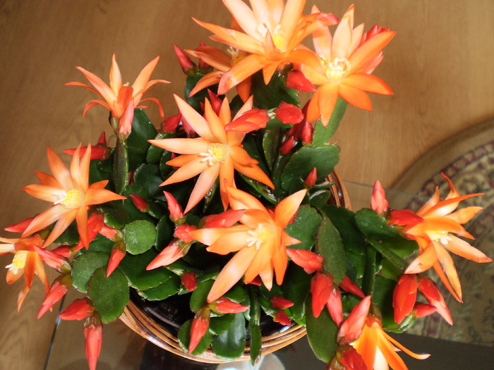 RHIPSALIDOPSIS - FLORI