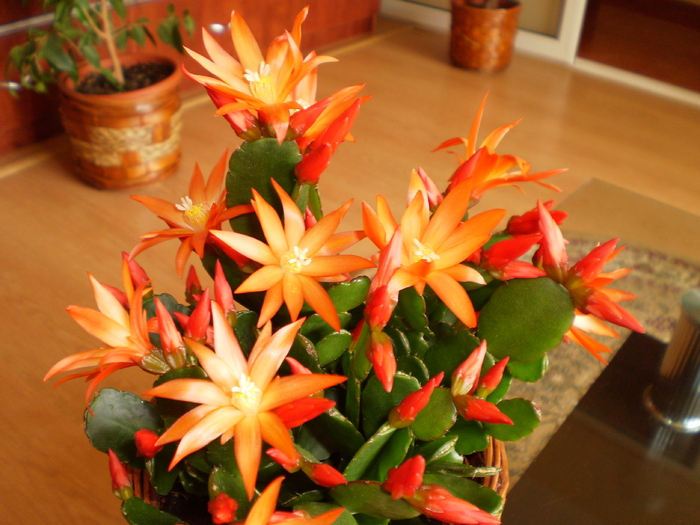 RHIPSALIDOPSIS - FLORI