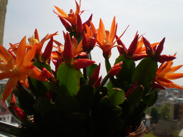 RHIPSALIDOPSIS - FLORI