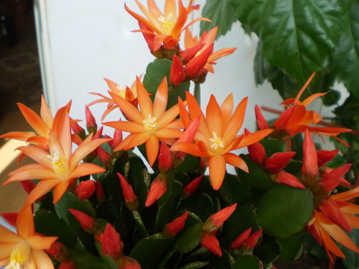 RHIPSALIDOPSIS - FLORI