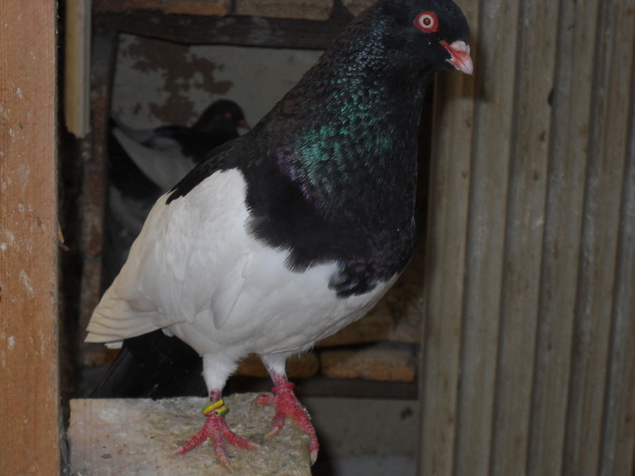 de veghe la cuibar - 0000PORUMBEI COTOFENE GERMANE ELSTERPURZLER