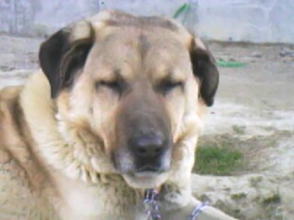 kangal - kangal rotwailer si cane korso