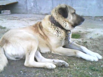 IMG0088A - kangal rotwailer si cane korso