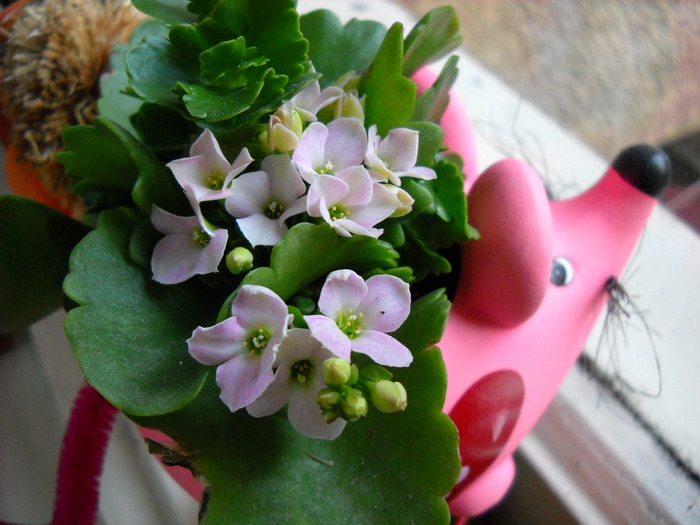 Kalanchoe - Flori frumoase - flori 2010