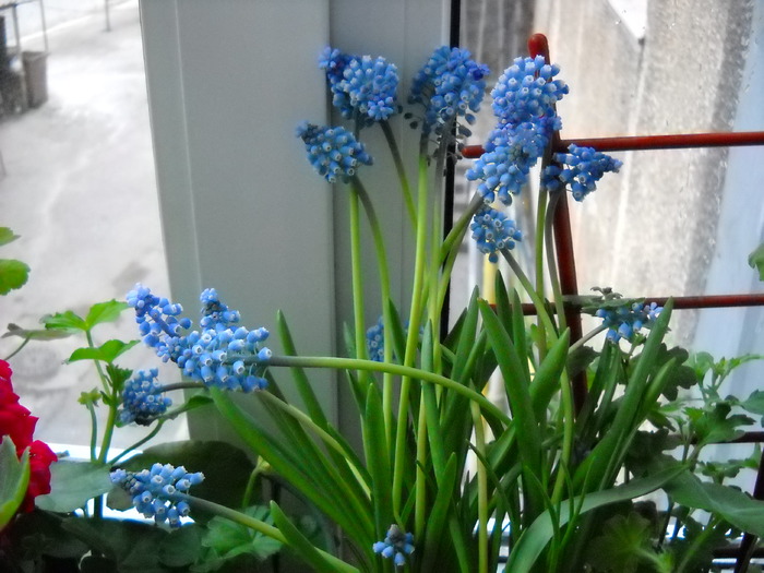 Muscari Blue Magic (Zambile-motate) - Flori frumoase - flori 2010