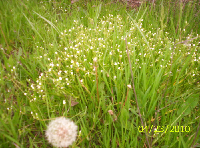 100_2518; floricele albe si un glob de papadie care inca nu si-a luat zborul
