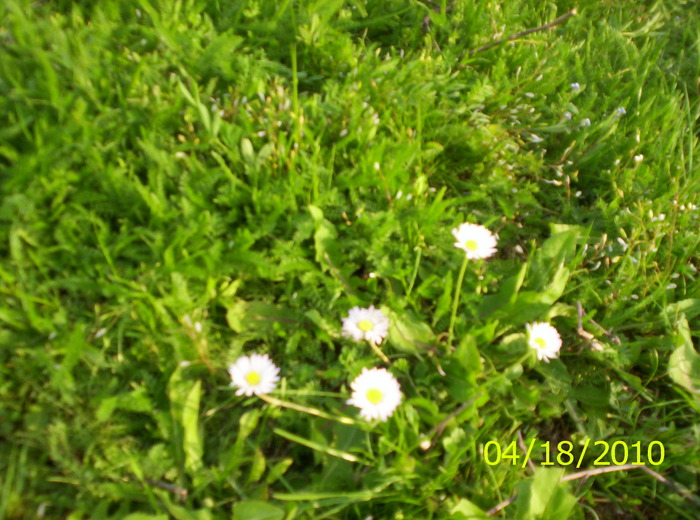 100_2479 - flori de camp