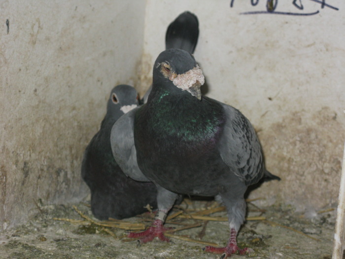 the old cock - 3-porumbei reproductie