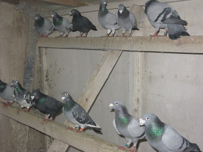 stock loft - 3-porumbei reproductie