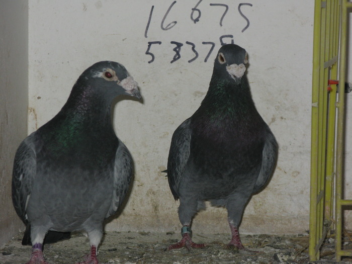 IMG_1528 - 3-porumbei reproductie