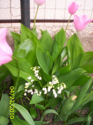 Lacramioare - flori de primavara 2010