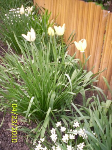 lalelele albe - flori de primavara 2010