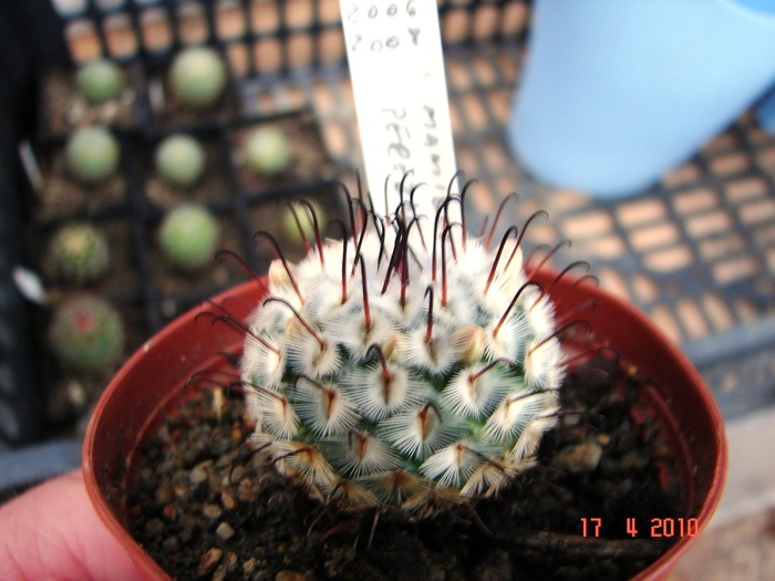 DSC07680 - Cactusi Aprilie